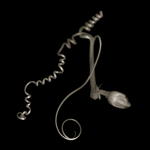chineseSquash004