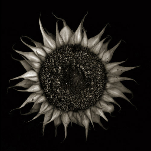sunflower-1