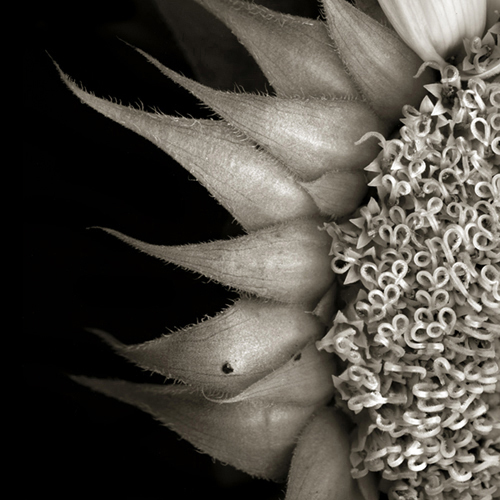 sunflower005a