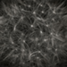 dandelion004a