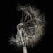 dandelion005b