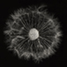 dandelion001a