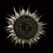 sunflower-1